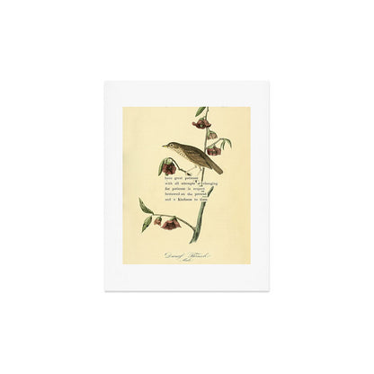 Bird Divinations: Dwarf Thrush (about: almanacofbirds.org) Art Print Gallery Image 2
