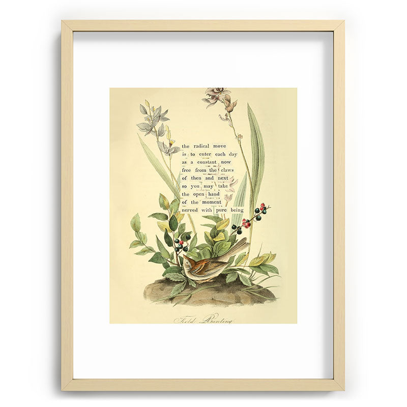 Bird Divinations: Field Bunting (about: almanacofbirds.org) Framed Art Print Gallery Image 73