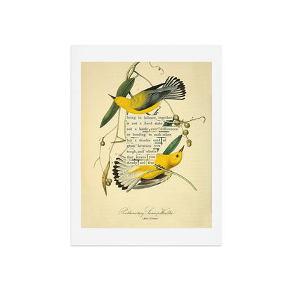 Bird Divinations: Prothonotary swamp warbler (about: almanacofbirds.org) Art Print Gallery Image 7