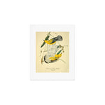 Bird Divinations: Prothonotary swamp warbler (about: almanacofbirds.org) Art Print Gallery Image 1