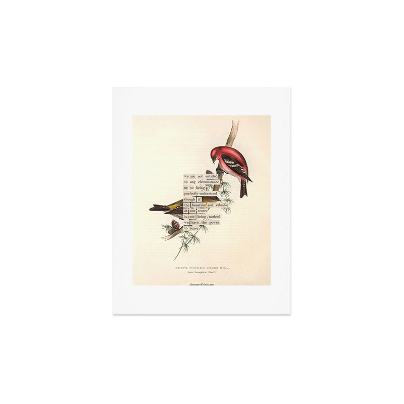 Bird Divinations: White-Winged Cross Bill (about: almanacofbirds.org) Art Print Gallery Image 2