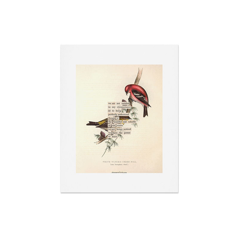 Bird Divinations: White-Winged Cross Bill (about: almanacofbirds.org) Art Print Gallery Image 5