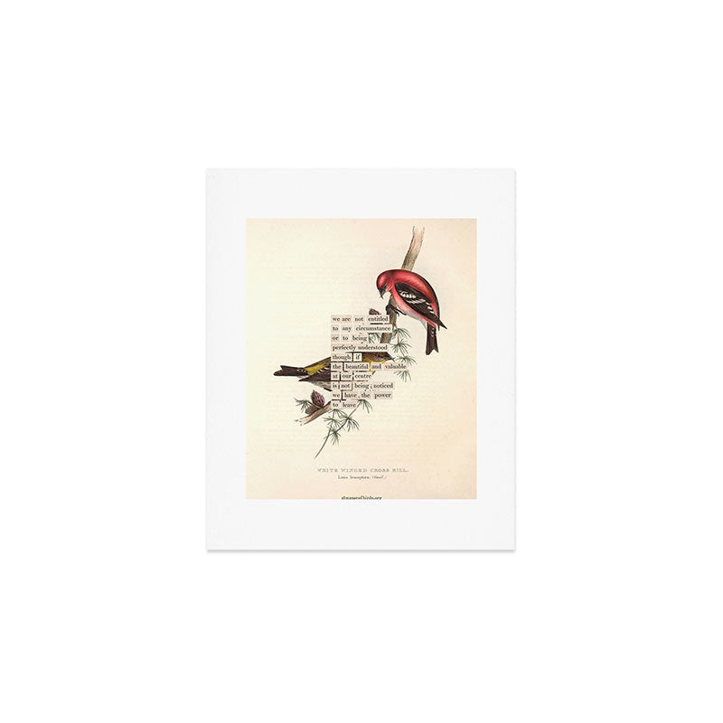 Bird Divinations: White-Winged Cross Bill (about: almanacofbirds.org) Art Print Gallery Image 1