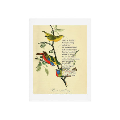 Painted Bunting from 'An Almanac of Birds - Divinations for Uncertain Days' (almanacofbirds.org) Art Print Gallery Image 7