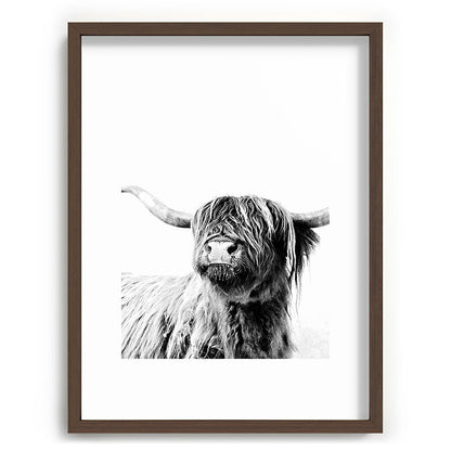 HIGHLAND CATTLE FRIDA Framed Art Print Gallery Image 91