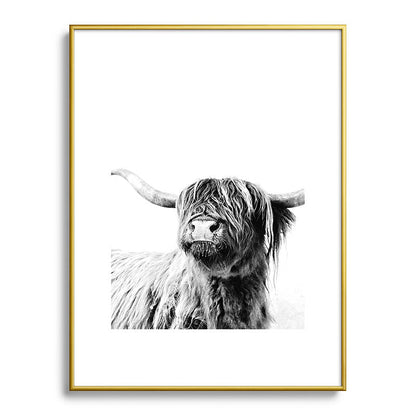 HIGHLAND CATTLE FRIDA Framed Art Print Gallery Image 124