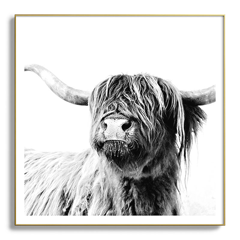 HIGHLAND CATTLE FRIDA Framed Art Print Gallery Image 139