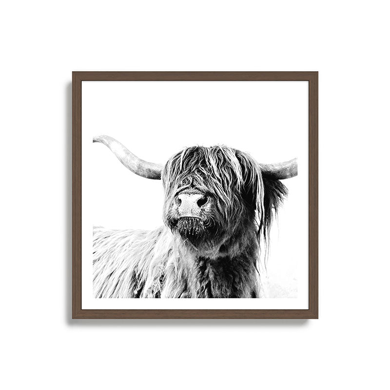HIGHLAND CATTLE FRIDA Framed Art Print Gallery Image 17