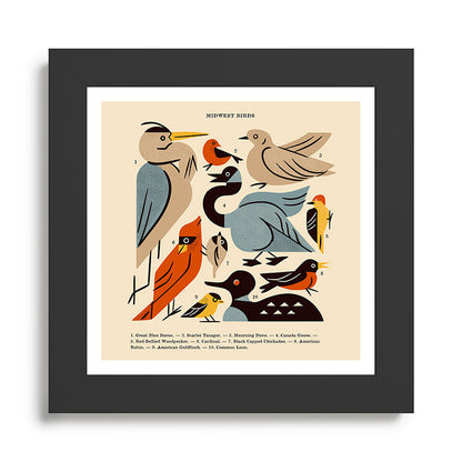 Midwest Birds Guide Framed Art Print Gallery Image 46